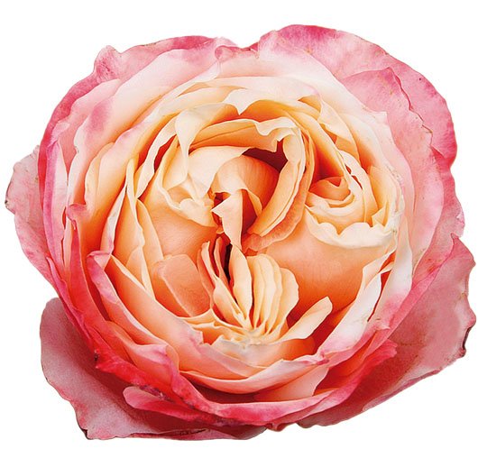 Princess Garden Roses